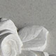 Rose carving in detail Rose carving in detail
